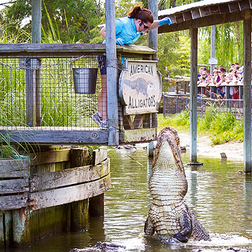 Alligator Feedings at Alligator Adventure, Myrtle Beach, SC