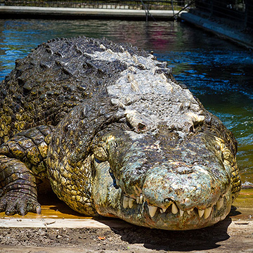 Alligator Adventure, North Myrtle Beach, SC