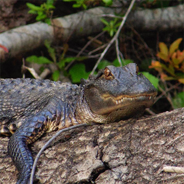 Gator Bait Adventure Tours, Myrtle Beach, SC