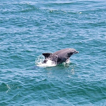 Hurricane Fleet Dolphin Cruise Myrtle Beach, SC